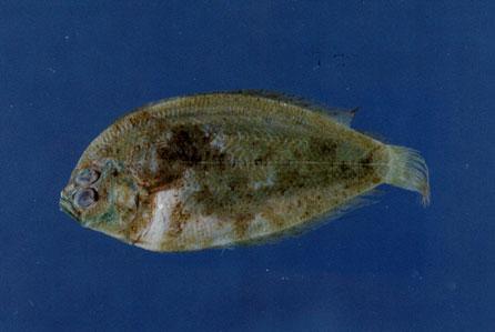 鰜鲆( em Psettina iijimae  /em )