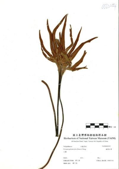 中文名：槭葉石葦 (H000203)學名： em Pyrrosia polydactylis (Hance) Ching /em 