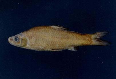 羅漢魚( em Pseudorasbora parva  /em )