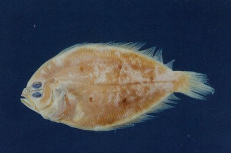 五目斑鲆( em Pseudorhombus quinquocellatus  /em )