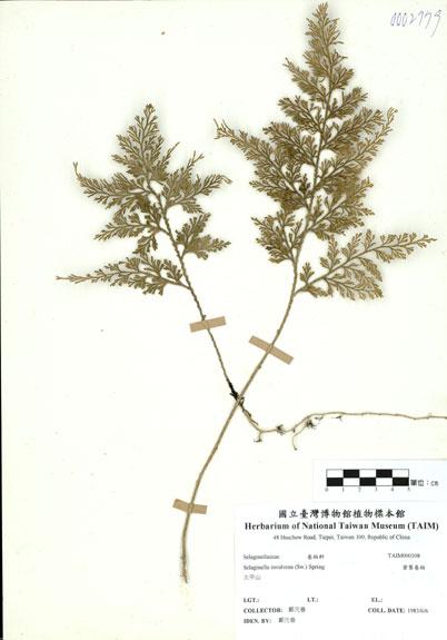 中文名：密葉卷柏 (H000208)學名： em Selaginella involvens (Sw.) Spring /em 