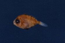 琉璃玉鯧( em Psenes cyanophrys  /em )