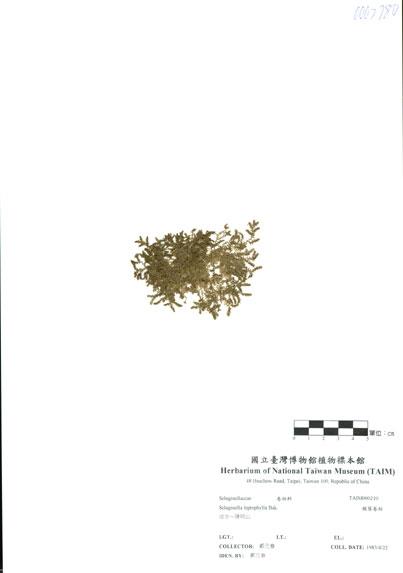 中文名：膜葉卷柏 (H000210)學名： em Selaginella leptophylla Bak. /em 