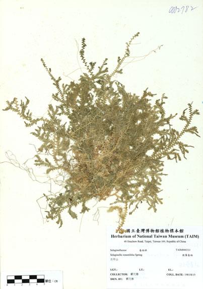 中文名：疏葉卷柏 (H000211)學名： em Selaginella remotifolia Spring /em 