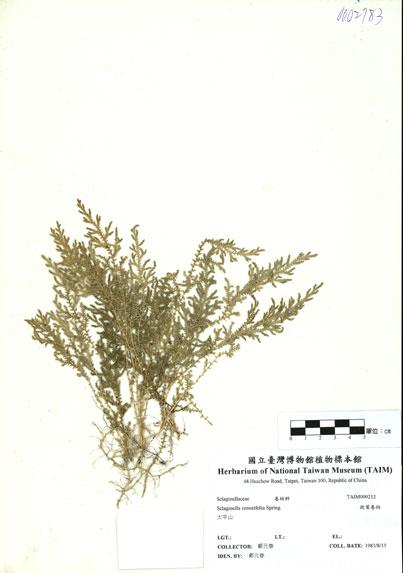 中文名：疏葉卷柏 (H000212)學名： em Selaginella remotifolia Spring /em 