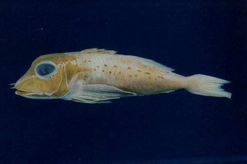 尖棘角魚( em Pterygotrigla hemisticta  /em )