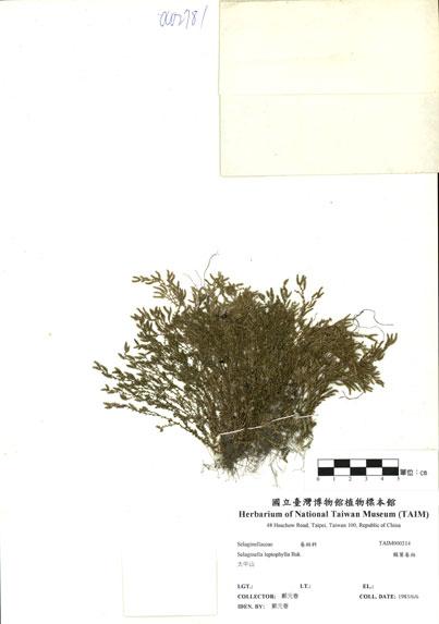 中文名：膜葉卷柏 (H000214)學名： em Selaginella leptophylla Bak. /em 