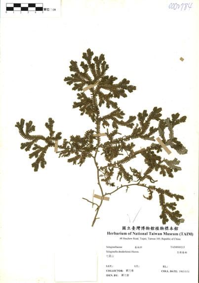 中文名：生根卷柏 (H000215)學名： em Selaginella doederleinii Hieron. /em 