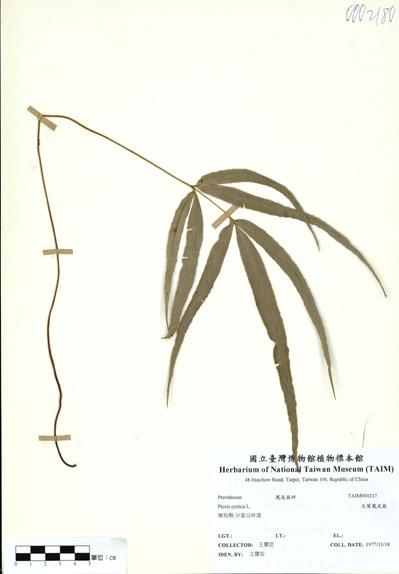 中文名：大葉鳳尾蕨 (H000217)學名： em Pteris cretica L. /em 