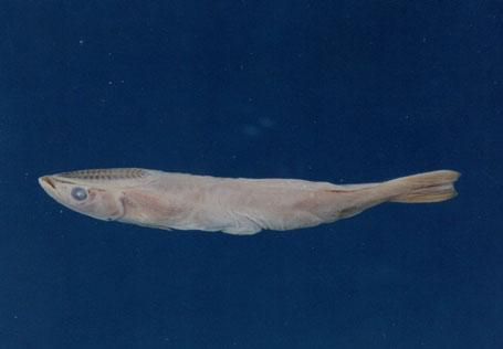 黑短印魚( em Remora brachyptera  /em )