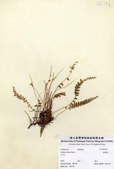 中文名：陵齒蕨 (H000224)學名： em Lindsaea odorata Roxb. /em 
