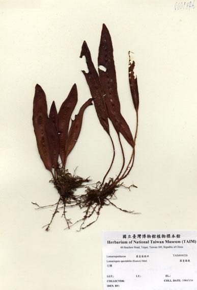 中文名：羅蔓藤蕨 (H000226)學名： em Lomariopsis spectabilis (Kunze) Mett. /em 