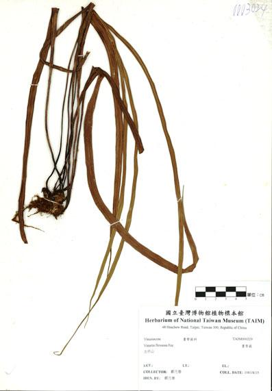 中文名：書帶蕨 (H000229)學名： em Vittaria flexuosa F?e /em 