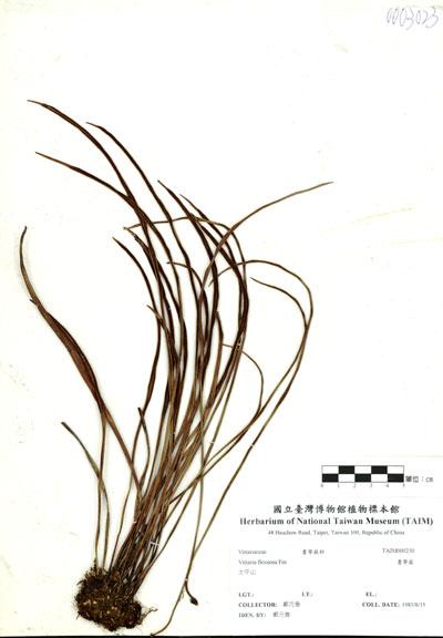 中文名：書帶蕨 (H000230)學名： em Vittaria flexuosa F?e /em 