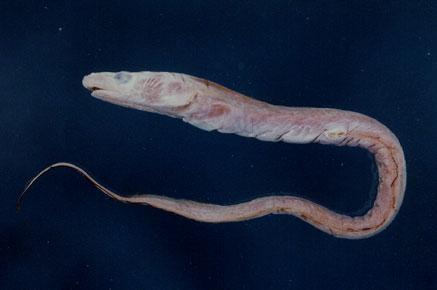 突吻鰻( em Rhynchoconger ectenurus  /em )