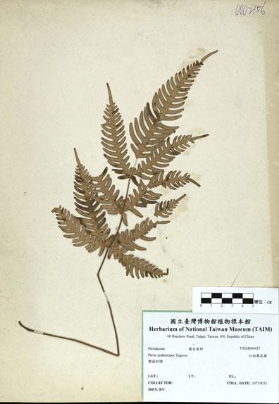 中文名：紅柄鳳尾蕨 (H000427)學名： em Pteris scabristipes Tagawa /em 