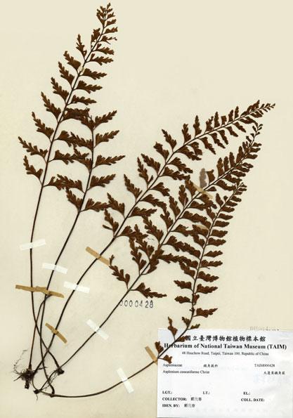 中文名：大蓬萊鐵角蕨 (H000428)學名： em Asplenium cuneatiforme Christ /em 