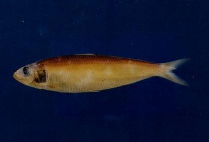 黃小砂丁( em Sardinella lemuru  /em )