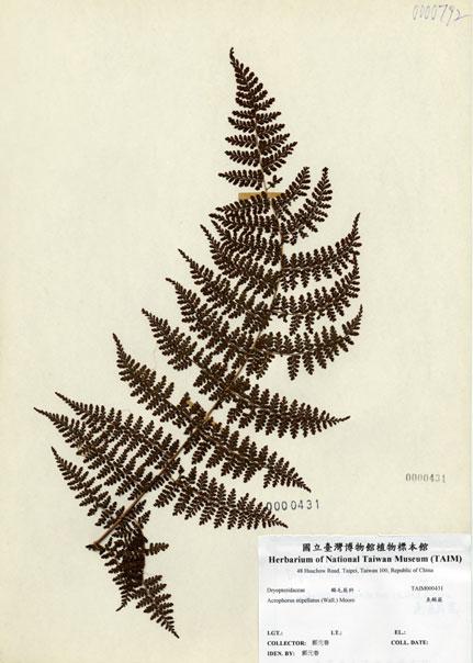 中文名：魚鱗蕨 (H000431)學名： em Acrophorus stipellatus (Wall.) Moore /em 