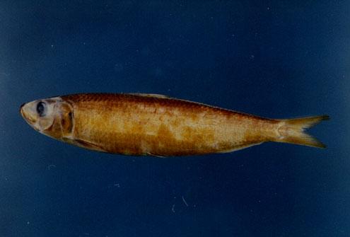 黃小砂丁( em Sardinella lemuru  /em )