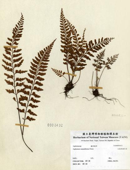 中文名：大蓬萊鐵角蕨 (H000432)學名： em Asplenium cuneatiforme Christ /em 