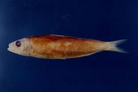黃小砂丁( em Sardinella lemuru  /em )