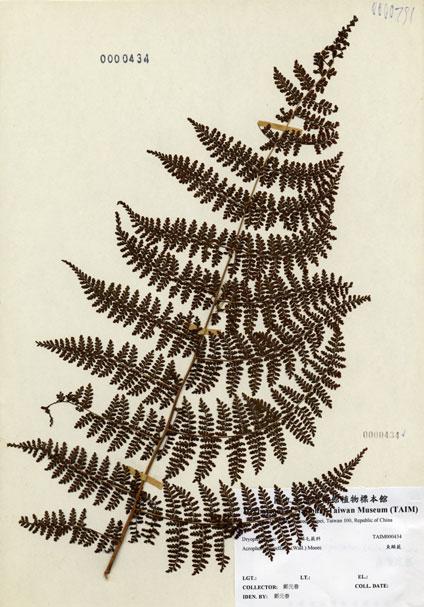 中文名：魚鱗蕨 (H000434)學名： em Acrophorus stipellatus (Wall.) Moore /em 