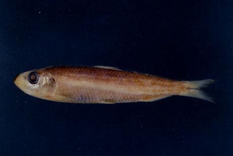 隆背小砂丁( em Sardinella gibbosa  /em )