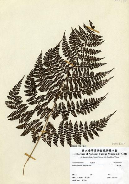 中文名：稀子蕨 (H000436)學名： em Monachosorum henryi Christ /em 