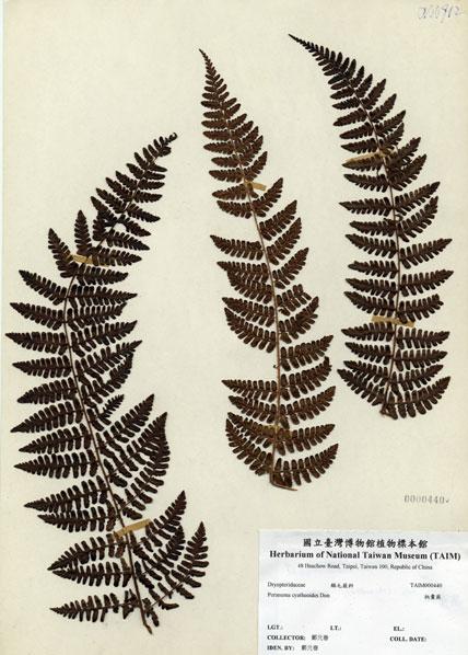 中文名：柄囊蕨 (H000440)學名： em Peranema cyatheoides Don /em 