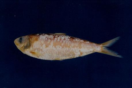 中國小砂丁( em Sardinella sindensis  /em )