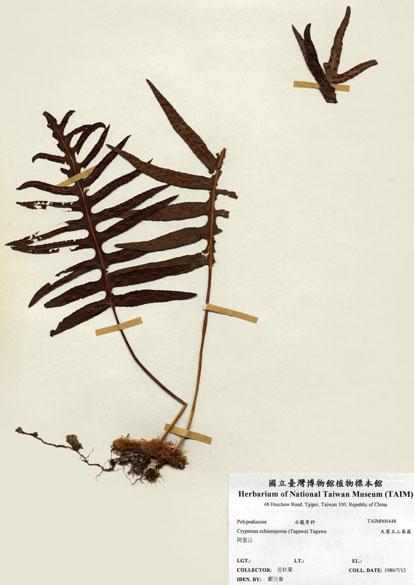 中文名：大葉玉山茀蕨 (H000448)學名： em Crypsinus echinosporus (Tagawa) Tagawa /em 