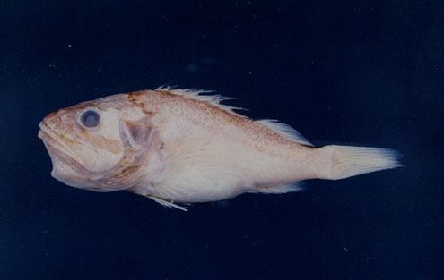 囊頭鮋( em Setarches longimanus  /em )
