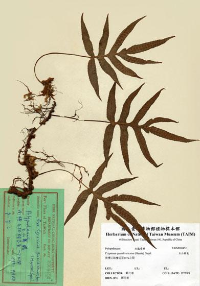 中文名：玉山茀蕨 (H000452)學名： em Crypsinus quasidivaricatus (Hayata) Copel. /em 