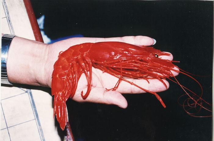 周氏新對蝦( em Metapenaeus joyneri /em )