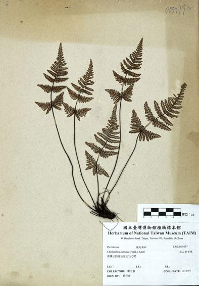 中文名：深山粉背蕨 (H000457)學名： em Cheilanthes farinosa (Forsk.) Kaulf. /em 