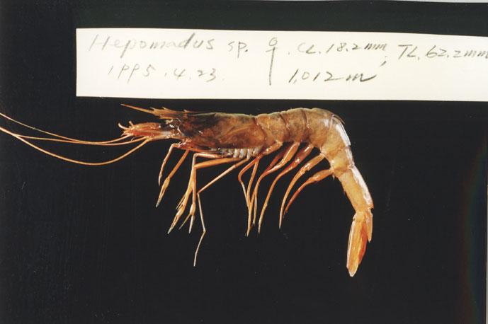 六突側對蝦( em Parapenaeus sextuberculatus  /em )
