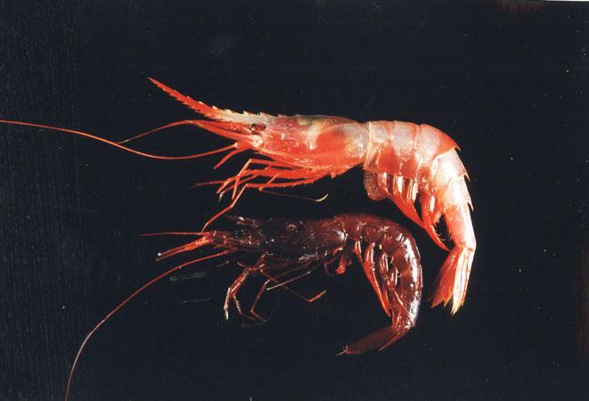 長足側對蝦( em Parapenaeus longipes /em )