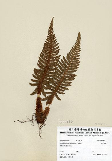中文名：尖葉耳蕨 (H000459)學名： em Polystichum parvipinnulum Tagawa /em 