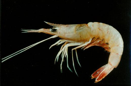 鷹爪蝦( em Trachypenaeus sp. /em )
