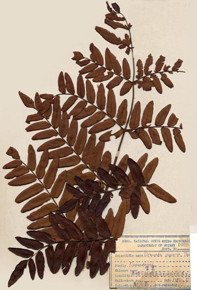 中文名：紫萁 (H000461)學名： em Osmunda japonica Thunb. /em 
