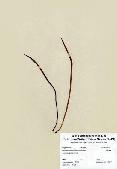 中文名：二條線蕨 (H000464)學名： em Drymotaenium miyoshianum Makino /em 