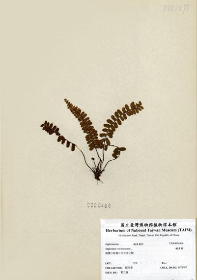 中文名：鐵角蕨 (H000466)學名： em Asplenium trichomanes L. /em 