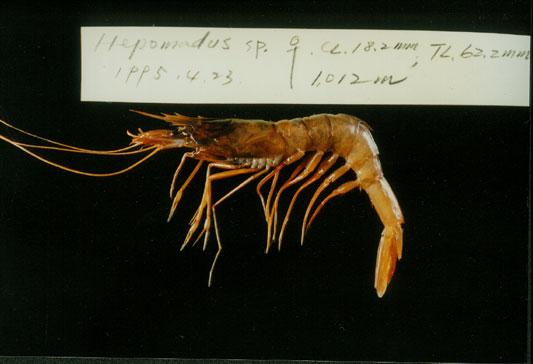 冰冷肝刺蝦( em Hepomadus glacialis /em )