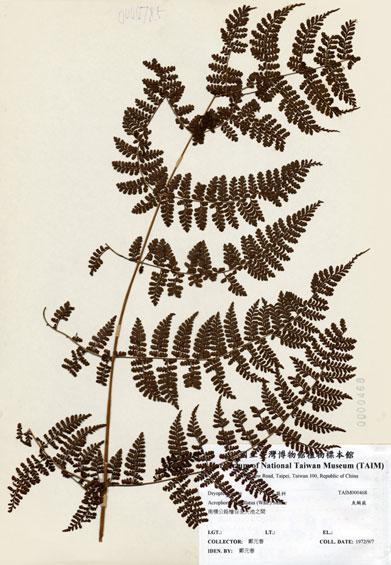 中文名：魚鱗蕨 (H000468)學名： em Acrophorus stipellatus (Wall.) Moore /em 