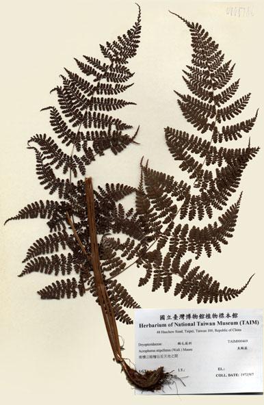 中文名：魚鱗蕨 (H000469)學名： em Acrophorus stipellatus (Wall.) Moore /em 