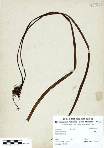 中文名：書帶蕨 (H000470)學名： em Vittaria flexuosa F?e /em 