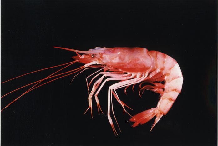 滑殼鬚蝦( em Aristeus mabahissae /em )