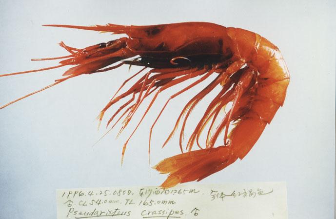 粗足假鬚蝦( em Pseudaristeus crassipes  /em )