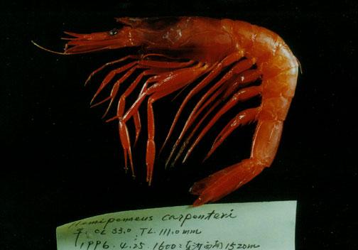 卡氏半對蝦( em Hemipenaeus carpenteri /em )